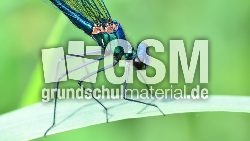 Gebänderte Prachtlibelle - Männchen (10).jpg